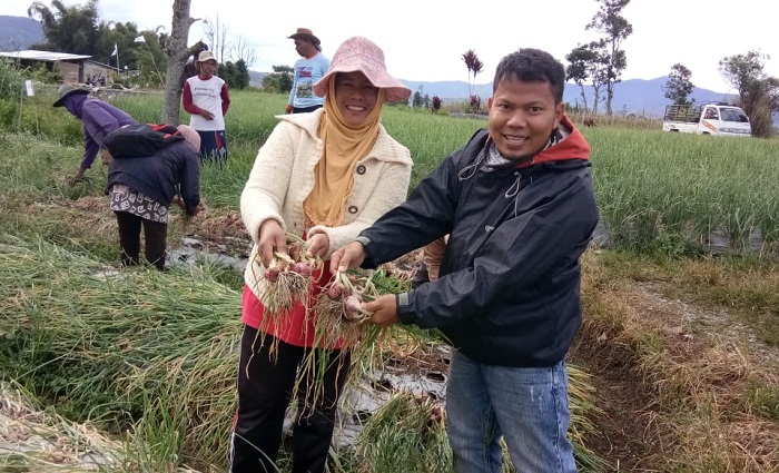 Panen Bawang Merah Memuaskan, Koper Jomin dan TRB Genjot Pendapatan Petani