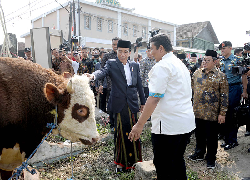 Hewan Qurban Jokowi