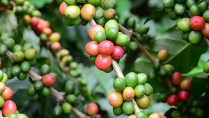 Reboisasi dan Kombinasi Hutan Kopi di Bondowoso