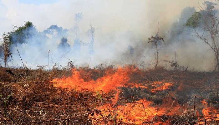 Kebakaran Lahan Gambut (foto: kompas)