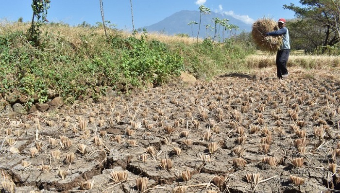 Lahan di Magetan (foto: Republika)