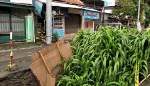 Kebun Jagung di Tengah Jalan, Simbol Warga Jogja Protes Proyek Mangkrak