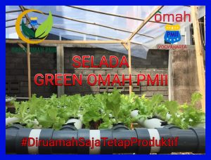 Cegah Covid-19 Dengan Cara Budidaya Tanaman Hidroponik