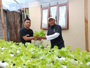 Omah PMII Panen Perdana Selada Hidroponik