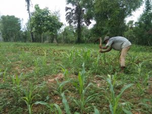 Pupuk Melangka, Petani Disumenep Khawatir Alami Gagal Panen