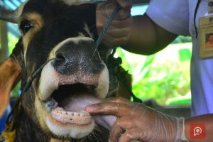 Ribuan Ternak Terjangkit Virus PMK Sudah Nyebar di 15 Provinsi; Begini Kata Mentan!