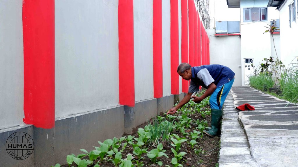 Penghuni Rutan Dapat Binaan Penanaman Sawi
