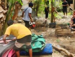 Main Sabung Ayam di Akhir Pekan, Tiga Pria Diringkus Polisi Situbondo