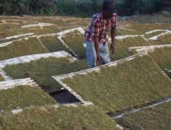 Curah Hujan Tak Menentu, Petani Tembakau Probolinggo Resah Saat Musim Panen