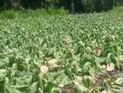 Hujan Deras Bikin Tembakau Probolinggo Layu, Petani Menjerit Rugi