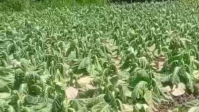 Hujan Deras Bikin Tembakau Probolinggo Layu, Petani Menjerit Rugi