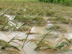 Sawah Tergenang, Ketahanan Pangan Jawa Tengah Terancam
