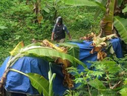 Minibus Wisata Terjun ke Jurang di Probolinggo, Dua Turis Asal Tiongkok Selamat