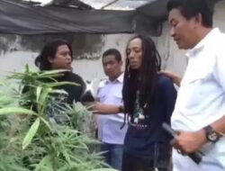 Budidaya Ganja Profesional Terungkap di Kontrakan Jombang