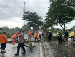 Angin Kencang Tumbangkan Pohon di Jalur Lingkar Selatan Pasuruan