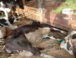 PMK Kembali Merebak di Jatim, Delapan Ternak Mati