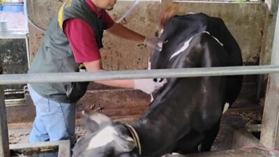 PMK Melanda Jawa Timur, Delapan Ternak Mati; KUD Argopuro Probolinggo Perketat Vaksinasi dan Kebersihan Kandang