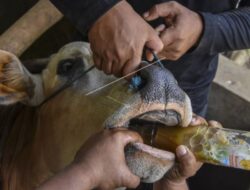 Kasus PMK di Jawa Timur Meningkat, Pemerintah Siapkan Satu Juta Vaksin