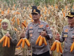 Panen Raya Jagung di Banyuwangi, Kapolda dan Gubernur Jatim Tegaskan Komitmen Ketahanan Pangan