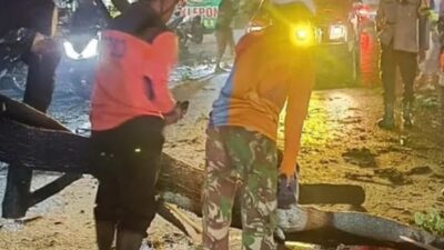 Hujan dan Angin Kencang, Pohon Tumbang Hambat Arus Jalan Nasional di Gempol
