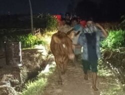 Patroli Dini Hari, Polisi Gagalkan Aksi Pencurian Sapi di Kedopok Probolinggo