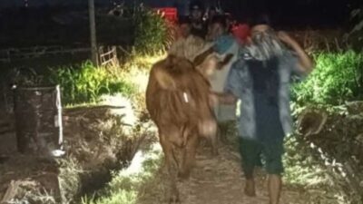 Patroli Dini Hari, Polisi Gagalkan Aksi Pencurian Sapi di Kedopok Probolinggo