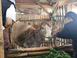 Diperta Probolinggo Percepat Vaksinasi PMK Gratis di Krucil dan Gading