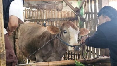 Diperta Probolinggo Percepat Vaksinasi PMK Gratis di Krucil dan Gading