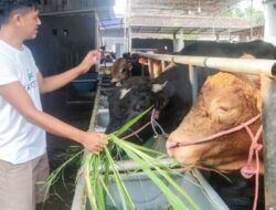 Jelang Iduladha, Pedagang di Pasuruan Tawarkan Beli Sapi Gratis Kambing