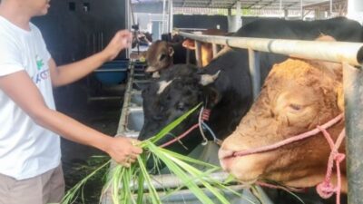 Jelang Iduladha, Pedagang di Pasuruan Tawarkan Beli Sapi Gratis Kambing