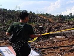TNKS Temukan 80 Hektare Hutan Dirambah untuk Kebun Kopi