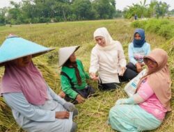 Produksi Padi Jawa Timur Tertinggi Nasional, Capai 7,71 Juta Ton GKG hingga Juli 2026