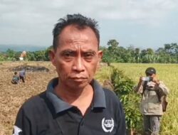 Meski Bersertifikat Sejak 1989, Lahan di Patemon Kembali Ditanami Pihak Lain