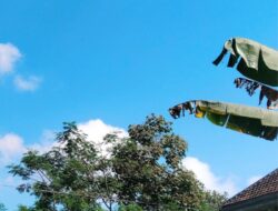 Cuaca Jawa Timur Rabu 10 Juni 2026 Didominasi Cerah Berawan, Warga Diminta Tetap Waspada Perubahan Cuaca