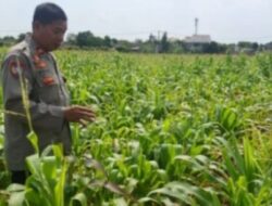Polsek Klari Tinjau Lahan Jagung di Pancawati, Dukung Program Ketahanan Pangan