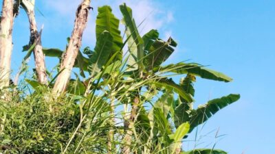 Cuaca Jatim Kamis 25 Juni 2026: Kemarau Meluas, Langit Cerah Berawan Mendominasi