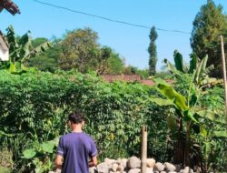 BMKG Prediksi Mayoritas Wilayah Jawa Timur Cerah pada Rabu 8 Juli 2026