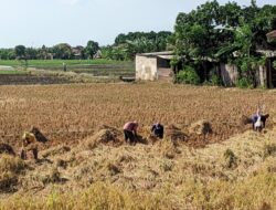 Cuaca Jawa Timur Didominasi Cerah Berawan pada Sabtu, BMKG: Tidak Ada Peringatan Dini