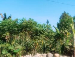 Cuaca Jatim Hari Ini: Langit Cerah Mendominasi, Hujan Lokal Masih Berpotensi Terjadi