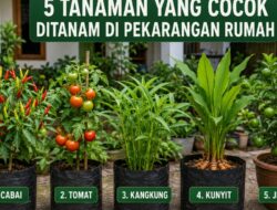 5 Tanaman yang Cocok Ditanam di Pekarangan Rumah, Mudah Dirawat dan Bermanfaat