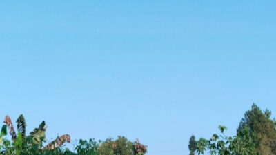 Cuaca Jatim Jumat 31 Juli 2026 Didominasi Cerah Berawan, Hujan Ringan Berpotensi Guyur Batu dan Sumenep