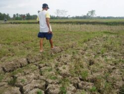 Cuaca Jawa Timur Rabu 5 Agustus 2026: Kemarau Masih Mendominasi, Warga Diminta Waspada Kekeringan