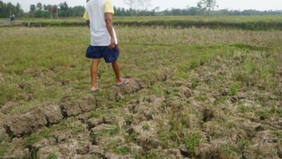 Cuaca Jawa Timur Rabu 5 Agustus 2026: Kemarau Masih Mendominasi, Warga Diminta Waspada Kekeringan