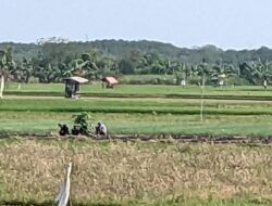 Cuaca Jawa Timur 20 Agustus 2026: Kemarau Dominan, Waspadai Kondisi Kering