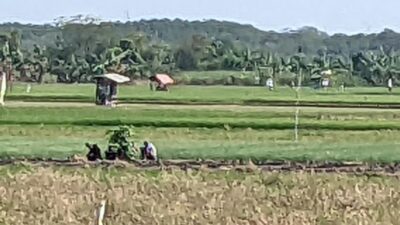 Cuaca Jawa Timur 20 Agustus 2026: Kemarau Dominan, Waspadai Kondisi Kering