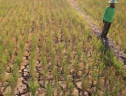 September, Cuaca Kering Masih Dominan di Jawa Timur