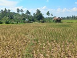 Cuaca Jatim Hari Ini: Kemarau Masih Dominan, Warga Diminta Waspadai Angin Kencang