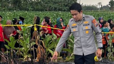 Pria 70 Tahun Tewas di Ladang Tebu Probolinggo, Polisi Selidiki Penyebabnya
