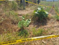 Lansia Pikun Hilang dari Rumah, Ditemukan Meninggal di Lahan Tebu Probolinggo