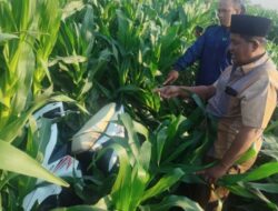 Motor Honda Beat Misterius Ditemukan Tergeletak di Tengah Sawah Probolinggo